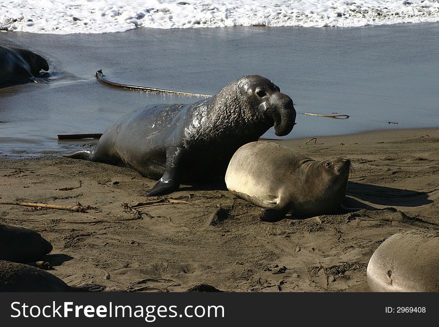 Mating Elephant Seal