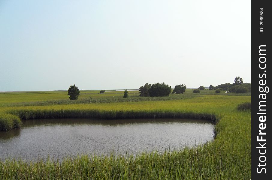 A small pond of water in the middle of a salt marsh. A small pond of water in the middle of a salt marsh