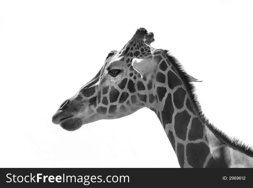 A black and white portrait of a giraffe.