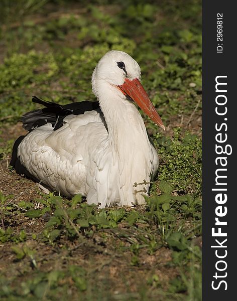 White Stork in his nest