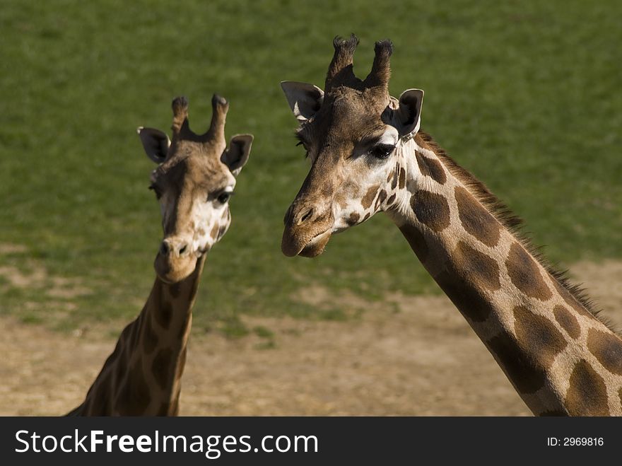 Giraffe with child on the grass field