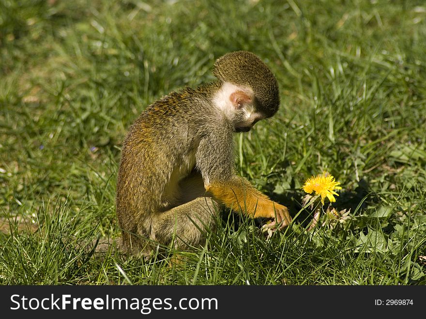 Little monkey with yellow flower. Little monkey with yellow flower