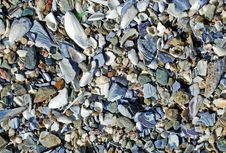 Beach Surface Covered With Broken Sea Shells Along The Laguna Beach Coastline. Royalty Free Stock Image Beach Surface Covered With Broken Sea Shells Along The Laguna Beach Coastline. Royalty Free Stock Image