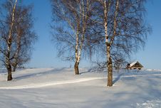 Bare Birches On A Hill Stock Image Bare Birches On A Hill Stock Image