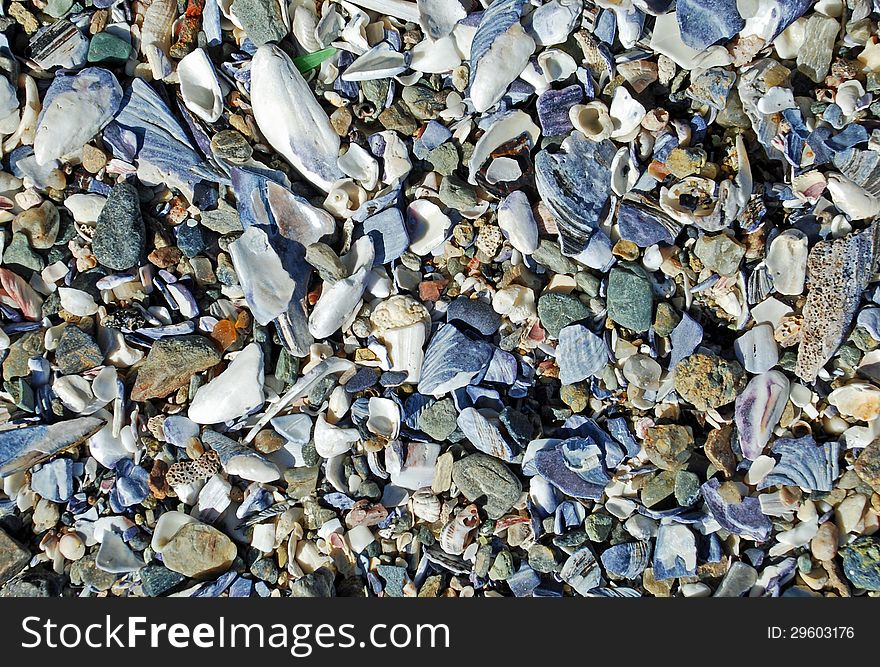 Beach surface covered with broken sea shells along the Laguna Beach coastline.