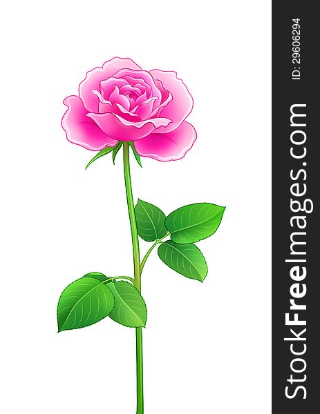 Pink rose - EPS10 vector illustration. Pink rose - EPS10 vector illustration