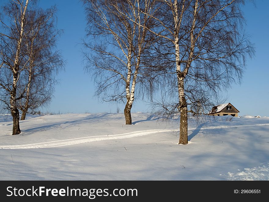 Group of birches at the village edge in winter time. Group of birches at the village edge in winter time