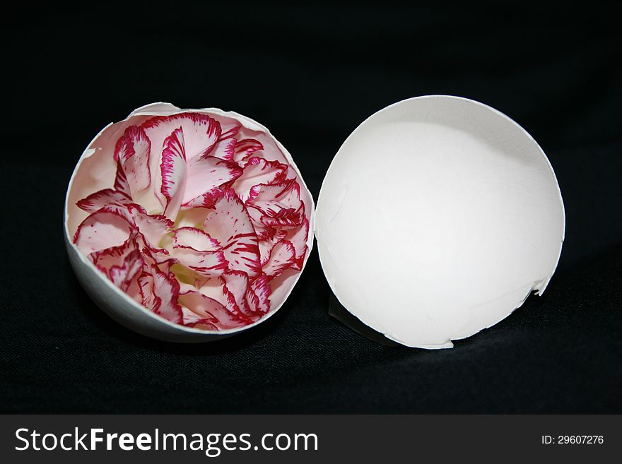 Pink carnation inside a shell of an egg. Pink carnation inside a shell of an egg.