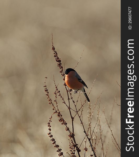 View of a male bullfinch eating seeds against a out of focus background. View of a male bullfinch eating seeds against a out of focus background.