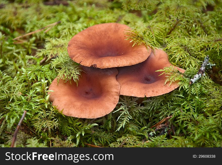 Three cute edible mushroom hiding in the grass. Three cute edible mushroom hiding in the grass