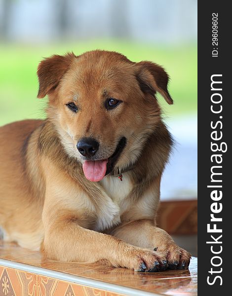 Thai Dog Laying On The Ceramic Bench