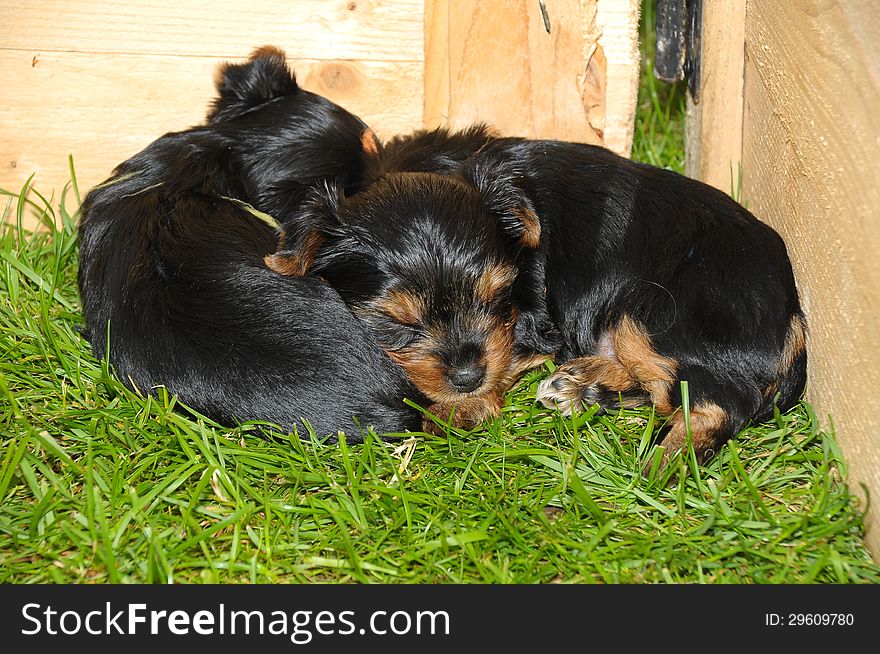 Yorkshire terrier puppy sleeping on the gras in garden