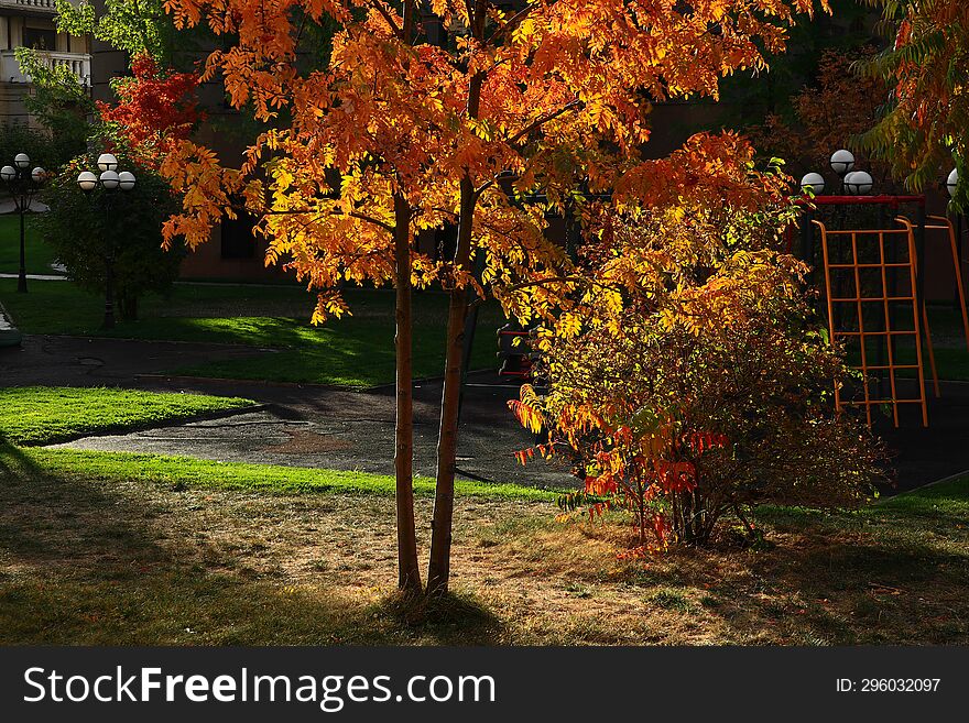 Sunlight Beautifully Illuminates The Foliage Of Autumn Trees, Birches, In The Courtyard Of A Residential Building.