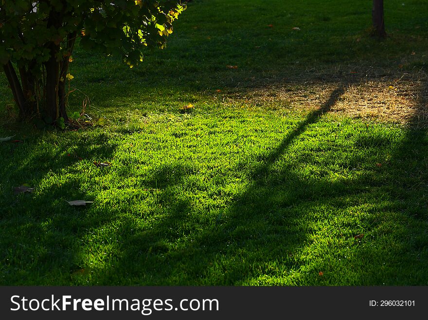 Green grass in a secluded dark shady garden, on which the shadow of a tree trunk falls, illuminated by the morning autumn sun.