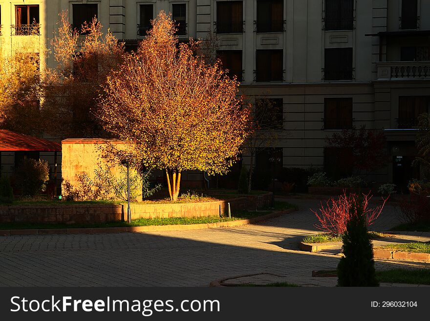 A Thin Path Of Sunlight Filters Into The Courtyard Of A Residential Building, Beautifully Illuminating A Tree On Autumn Morning.