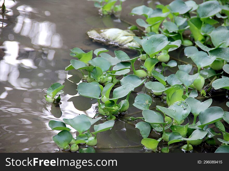 Image Of Water Hyacinth Plant Growing In A Fish Pond Surrounded By Environmental Plants And Trees In The Countryside.