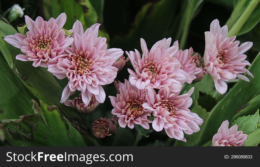 Pink chrysanthemum flowers in the garden with depth of field background