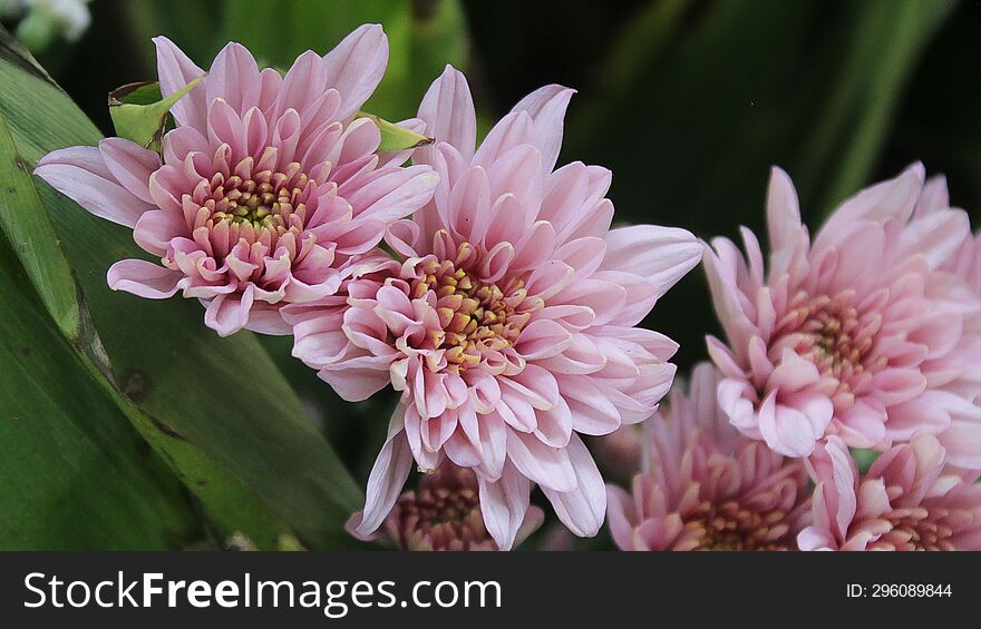 Pink chrysanthemum flowers in the garden with depth of field background