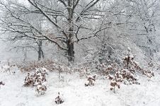 Oak Forest In Snowstorm Stock Photos Oak Forest In Snowstorm Stock Photos