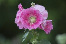 Hollyhock Flower Stock Photos Hollyhock Flower Stock Photos