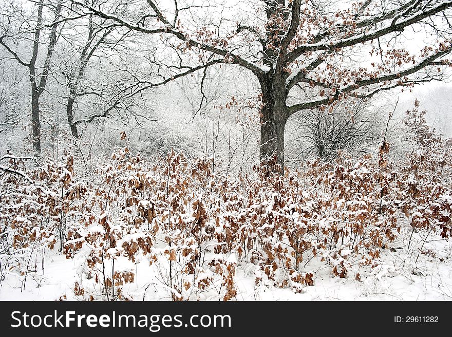 Forest in snowstorm