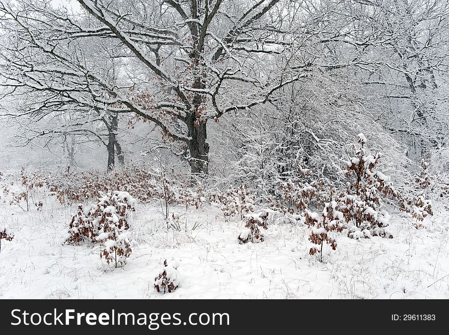 A heavy blanket of snow falls on a midwest oak forest. A heavy blanket of snow falls on a midwest oak forest.