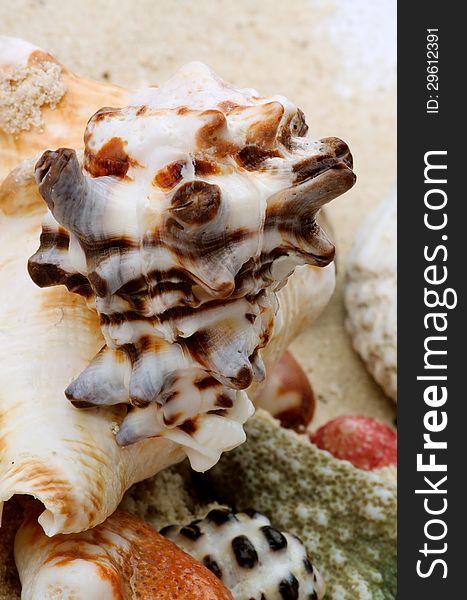 Sea Conch Shells, Pebbles and Corals Pieces closeup on Beach Sand background. Sea Conch Shells, Pebbles and Corals Pieces closeup on Beach Sand background