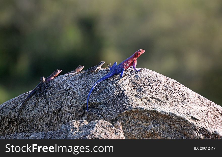Five colorful lizards resting on rock in Tanzania, Africa. Five colorful lizards resting on rock in Tanzania, Africa