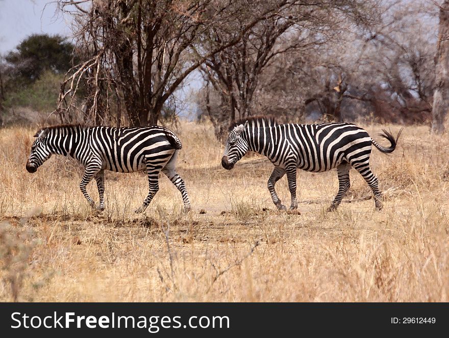 Two zebras on savannah in Tanzania, Africa