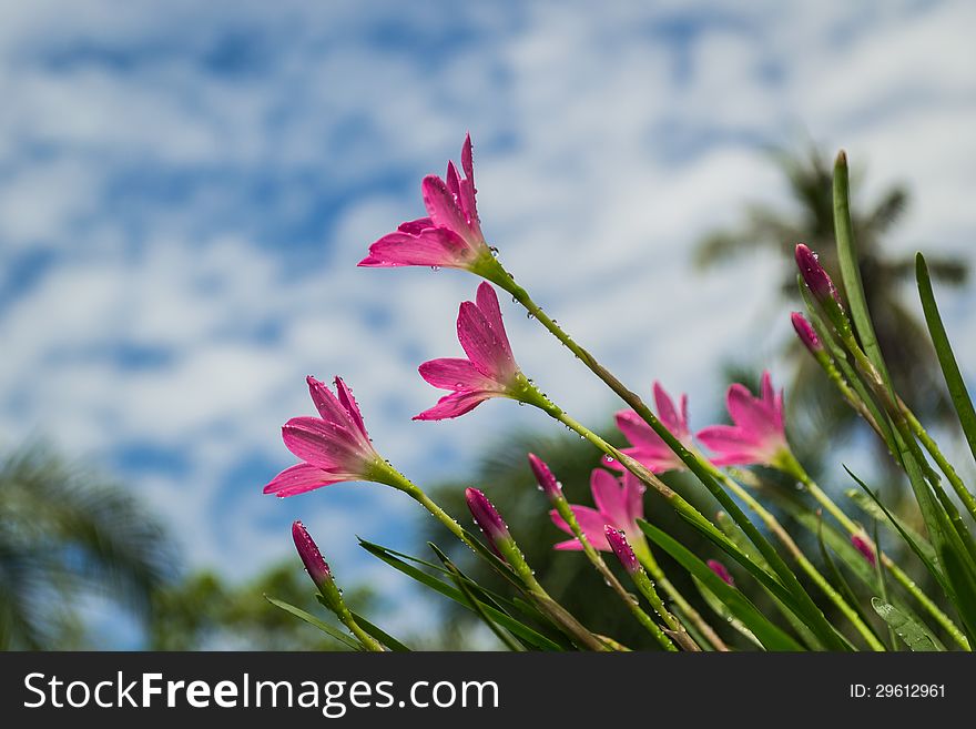 Pink rain lilies flower with cloudy blue sky