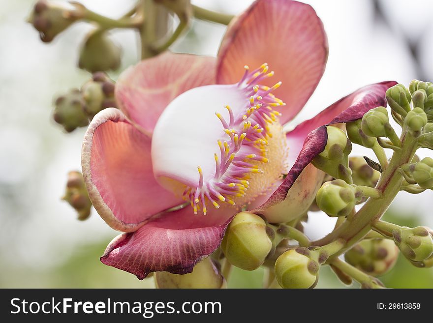 Cannon Balltree Flower taken with macro lense