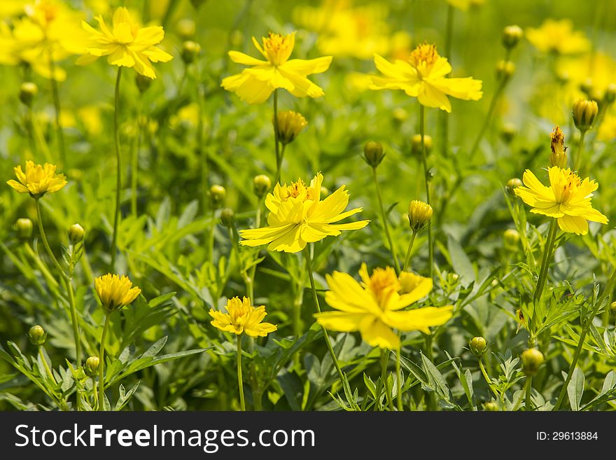 Cosmos flower in garden in summer