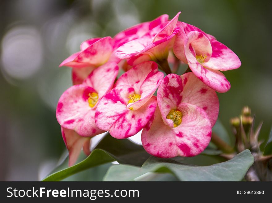 Euphorbia milii flower with blurred background