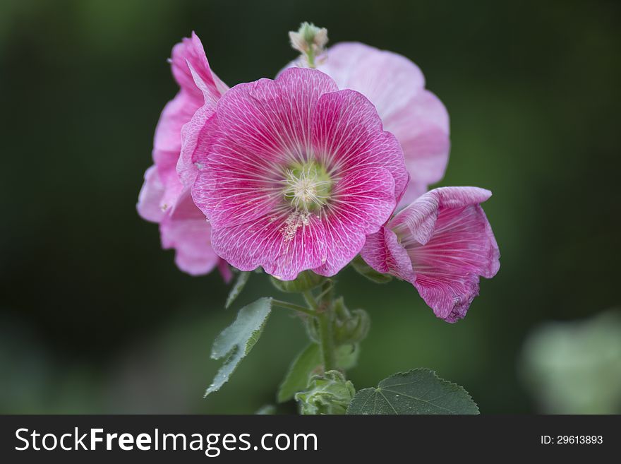 Pink Hollyhock flower in garden with blurred background