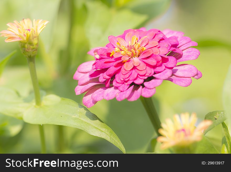 Zinnia flower in details which taken by macro lens