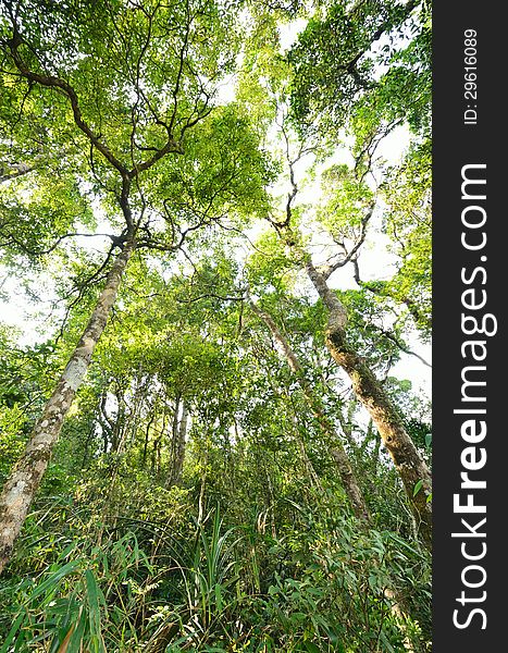 A Tropical Rain forest in Thailand