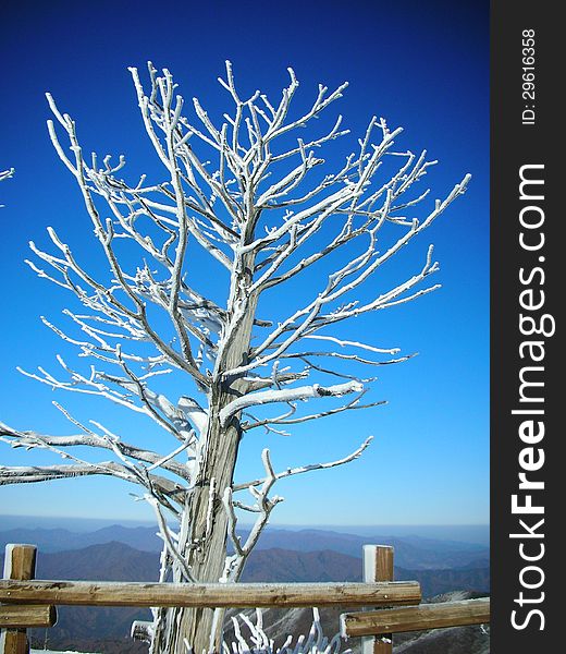A tree with a frosting of snow with a backdrop of mountains. Taken at the Muju ski resort in South Korea. A tree with a frosting of snow with a backdrop of mountains. Taken at the Muju ski resort in South Korea.