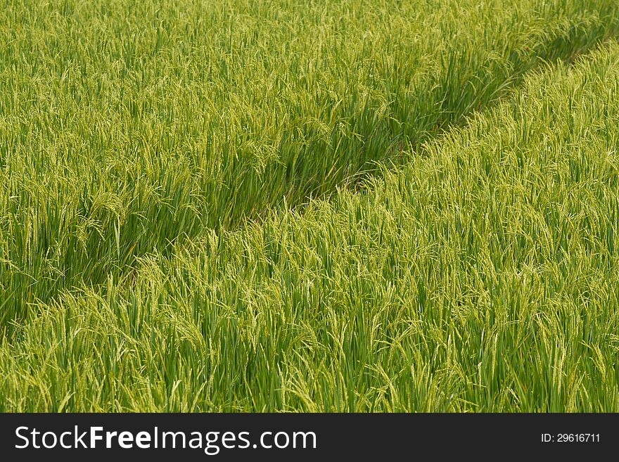 Rice field green grass agriculture food farm background texture