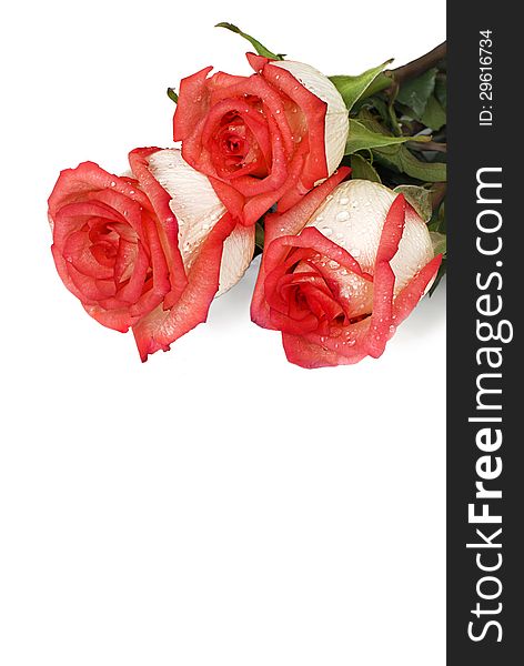 Three roses with dew drops on a white background