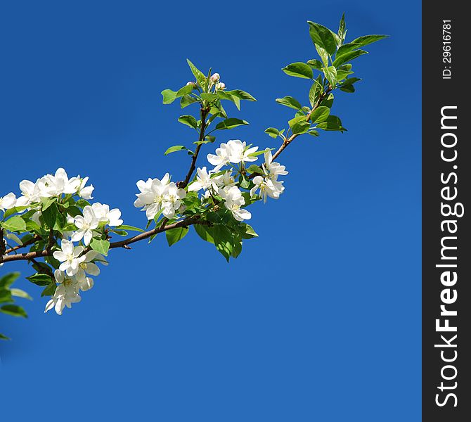 Branch of a blossoming apple-tree against the blue sky