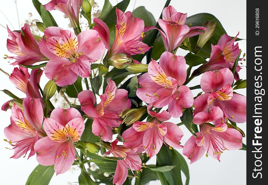 Alstroemeria flowers on a white background