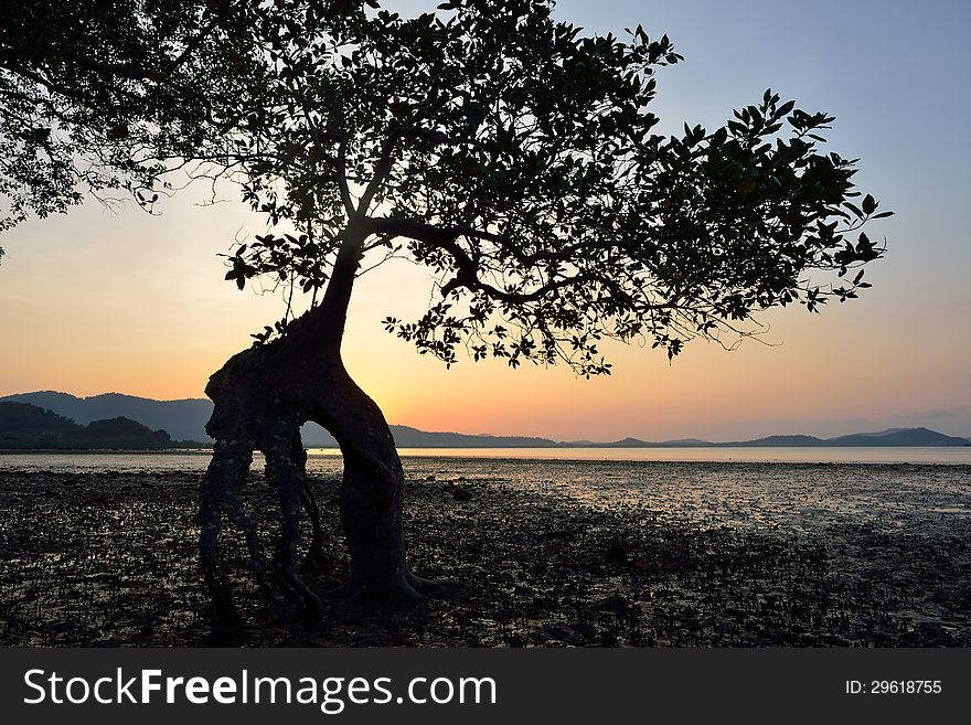Beautiful landscape image with mangrove trees silhouette at sunset