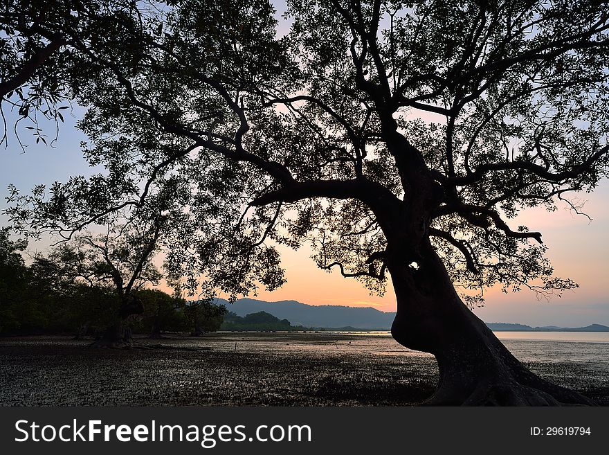 Silhouette Of Tree Sunset