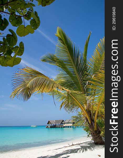 Beautiful Beach With Palm Tree