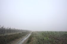 Trench With A Tree Next To The Entrance Of An Orchard On A Foggy Day In The Italian Countryside Royalty Free Stock Image