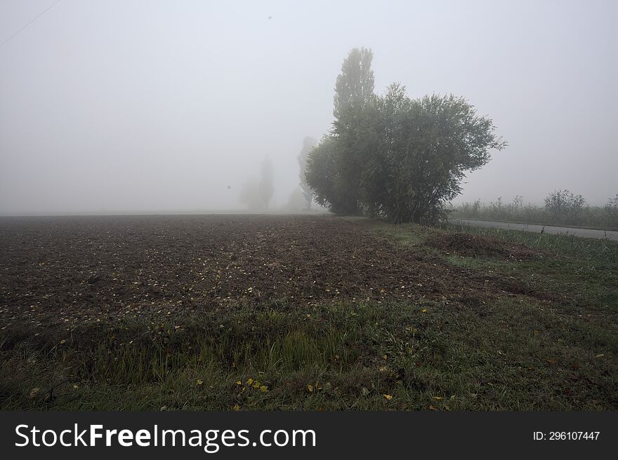 Road Next To A Field In The Italian Countryside On A Foggy Day Framed By A Tree