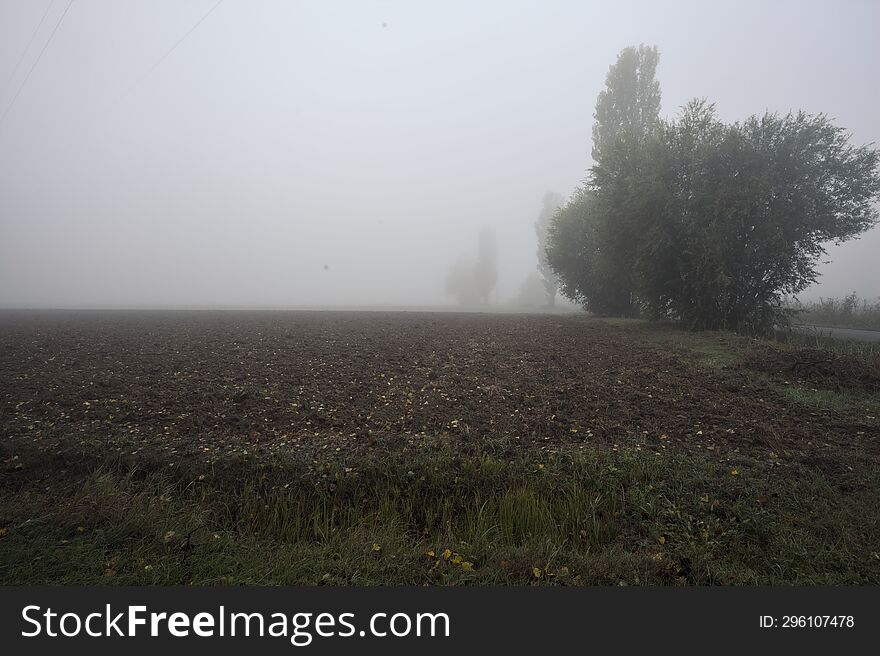 Road next to a field in the italian countryside on a foggy day framed by a tree