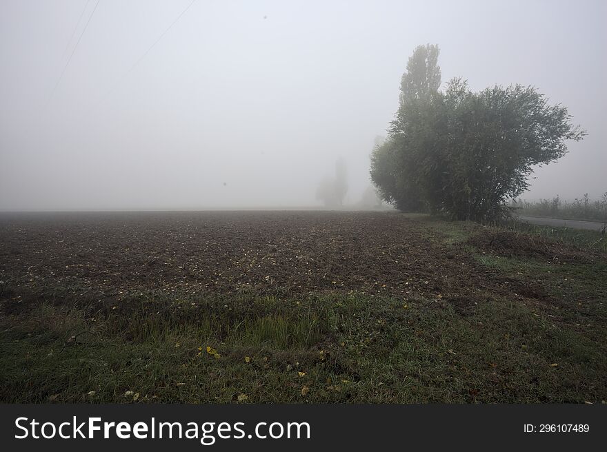 Road next to a field in the italian countryside on a foggy day framed by a tree