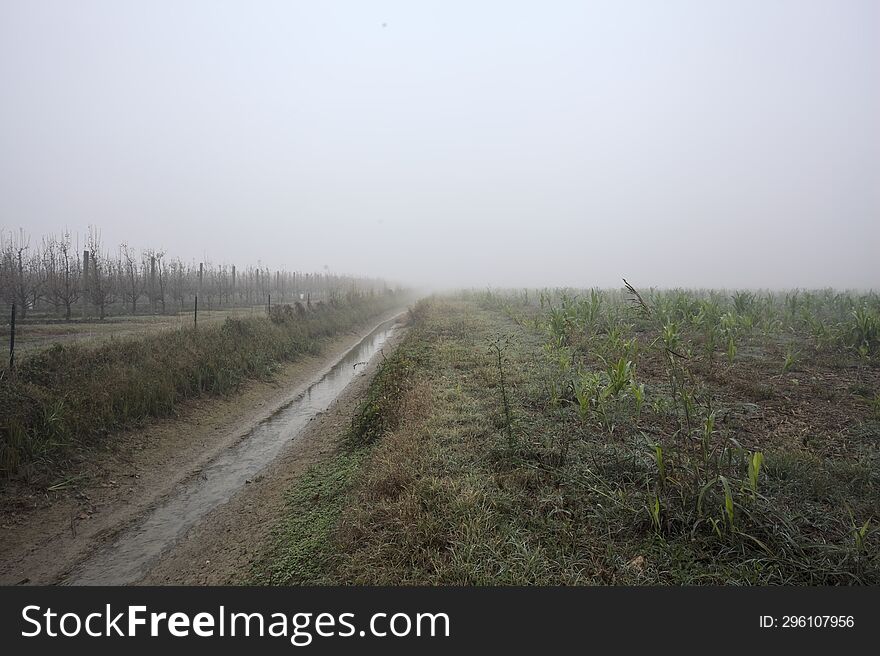 Trench With A Tree Next To The Entrance Of An Orchard On A Foggy Day In The Italian Countryside