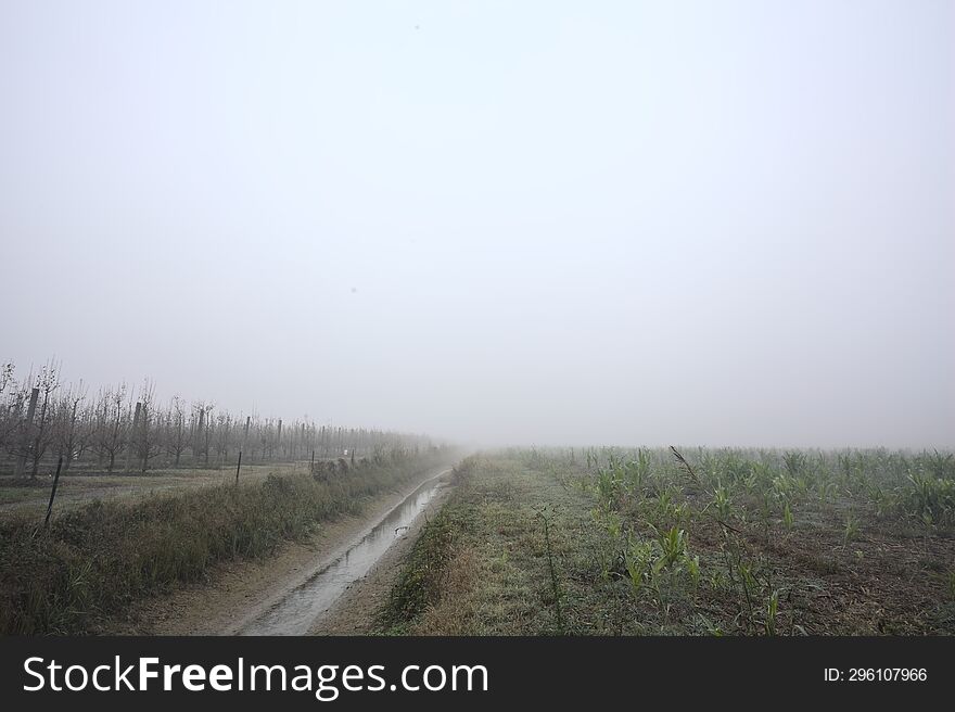 Trench with a tree next to the entrance of an orchard on a foggy day in the italian countryside